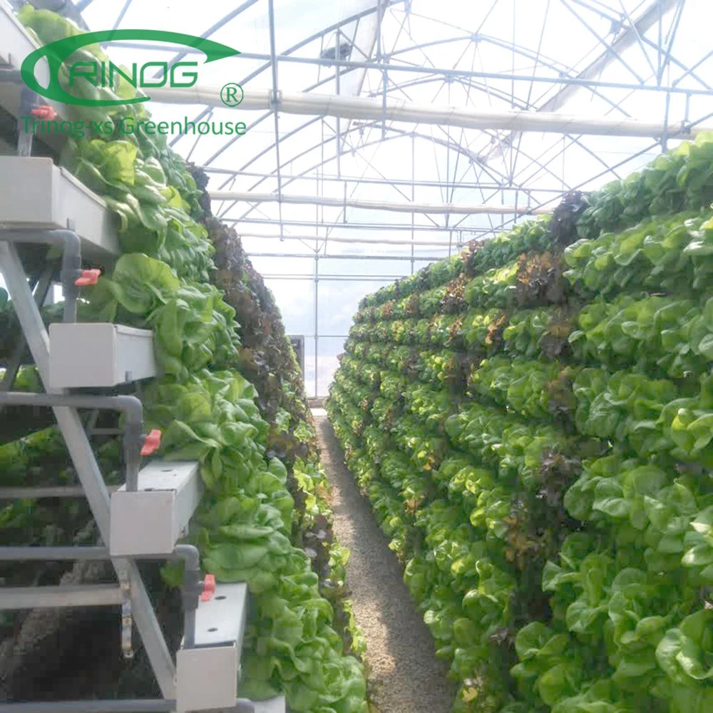 Trinog Greenhouse EIN Rahmen stehen vertikale hydroponics System zum Verkauf