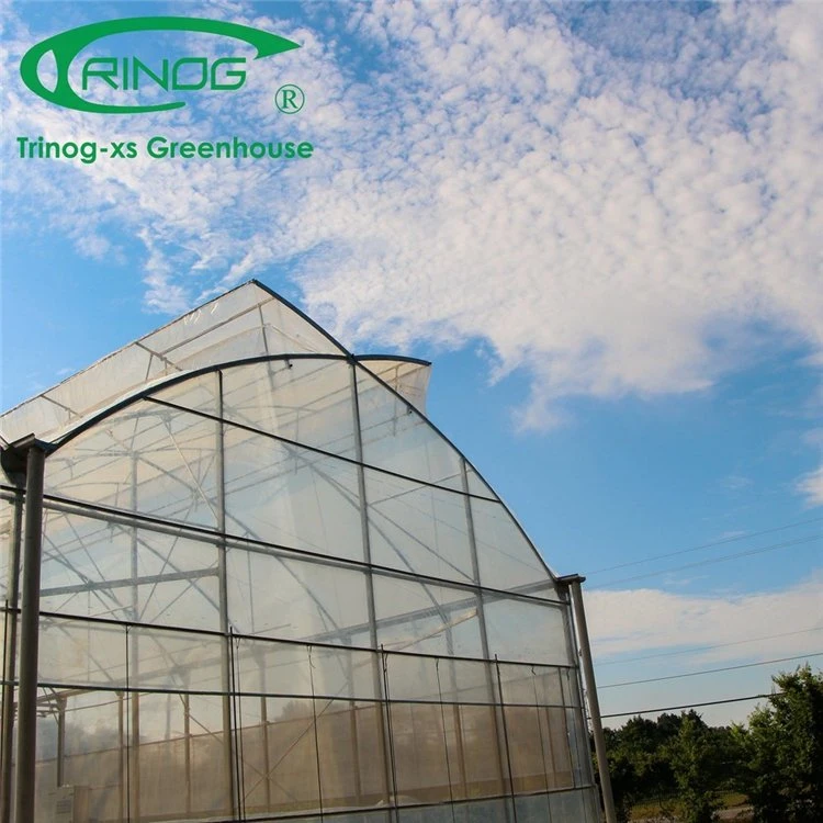 Galvanized Steel Structure Multi-Span Film Photovoltaic Greenhouse for Vegetable Flower Growth