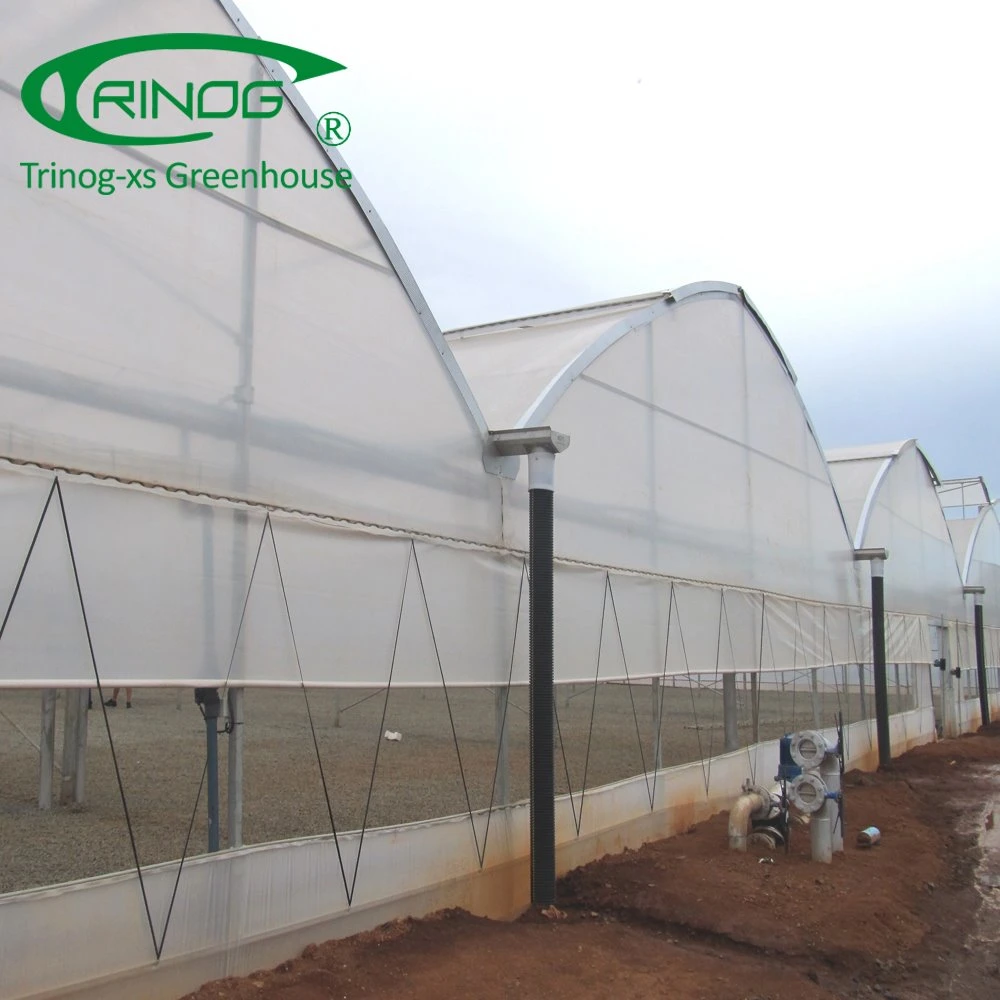 Auto Vent EU type Multi-Span poly film commercial Greenhouse frame for cucumber