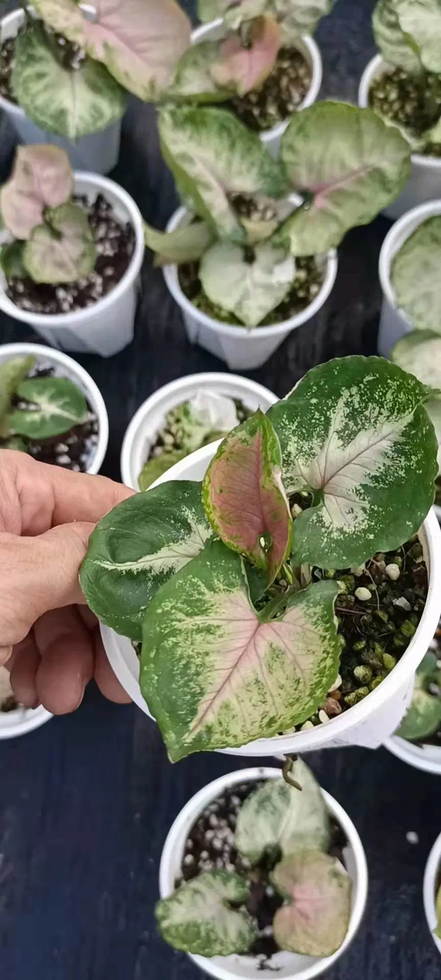 Variegated Rare Plants Syngonium Strawberry Ice