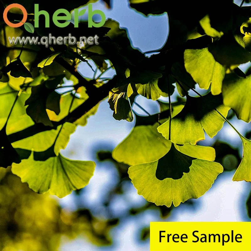 Alimentation Qherb naturel extrait de Ginkgo Biloba échantillon gratuit