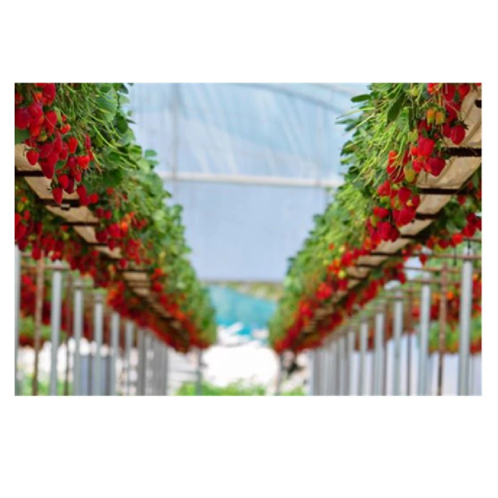 Erdbeere Rinne Form Landwirtschaft Produkte Vertikal Garten