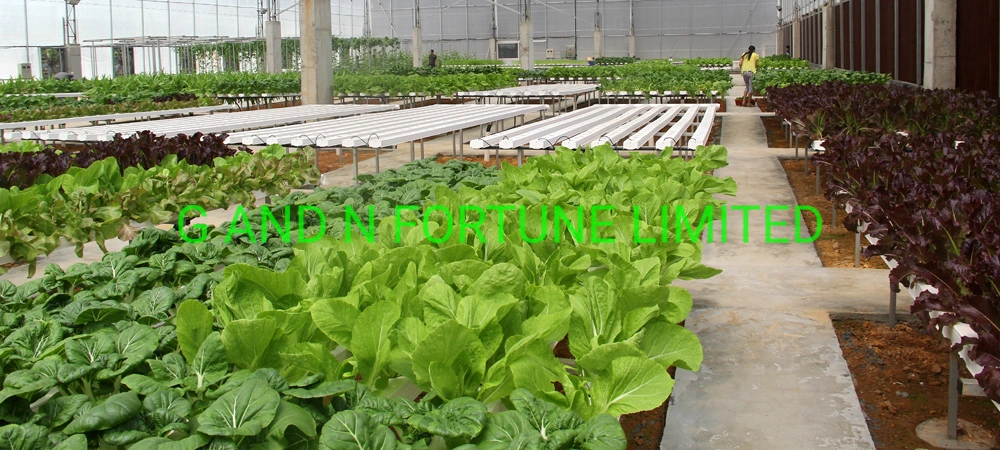 Los sistemas de cultivo hidropónico Nft Aquaponics tubos de PVC correderas alcantarilla