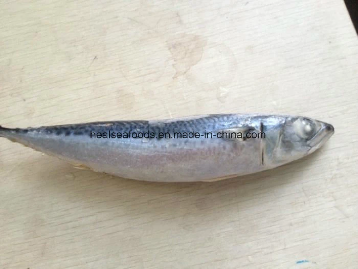 Frozen Chub Mackerel /Pacific Mackerel