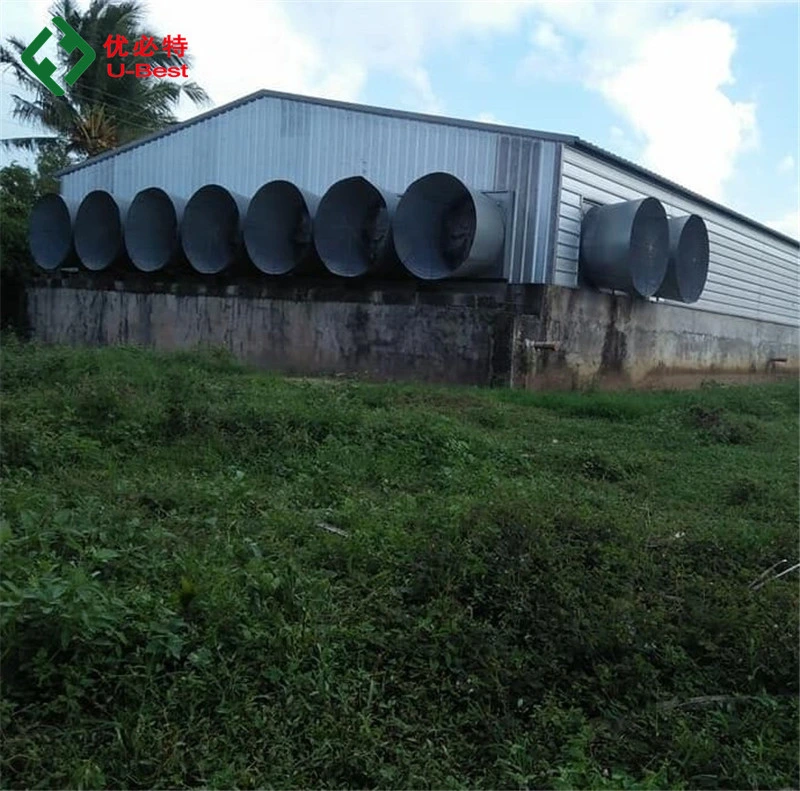 El equipo de agricultura de la capa de tipo H de la batería completamente automático de la jaula de aves de corral pollo