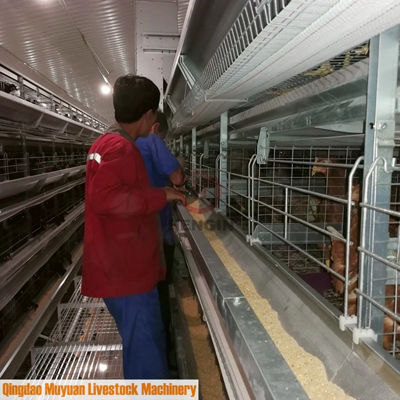 Poultry Farming Rearing Chicken Cage for Burma Layer Hen House