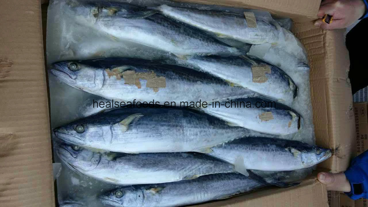 Chinese White Belly Mackerel Factory