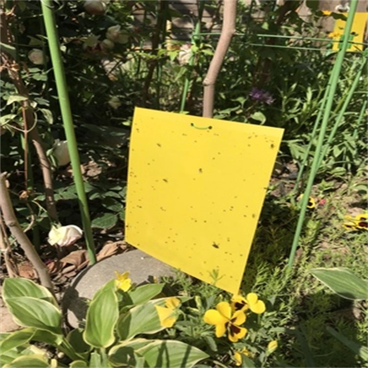 Strong Attract Sticky Card Pheromone Traps for Pests Control