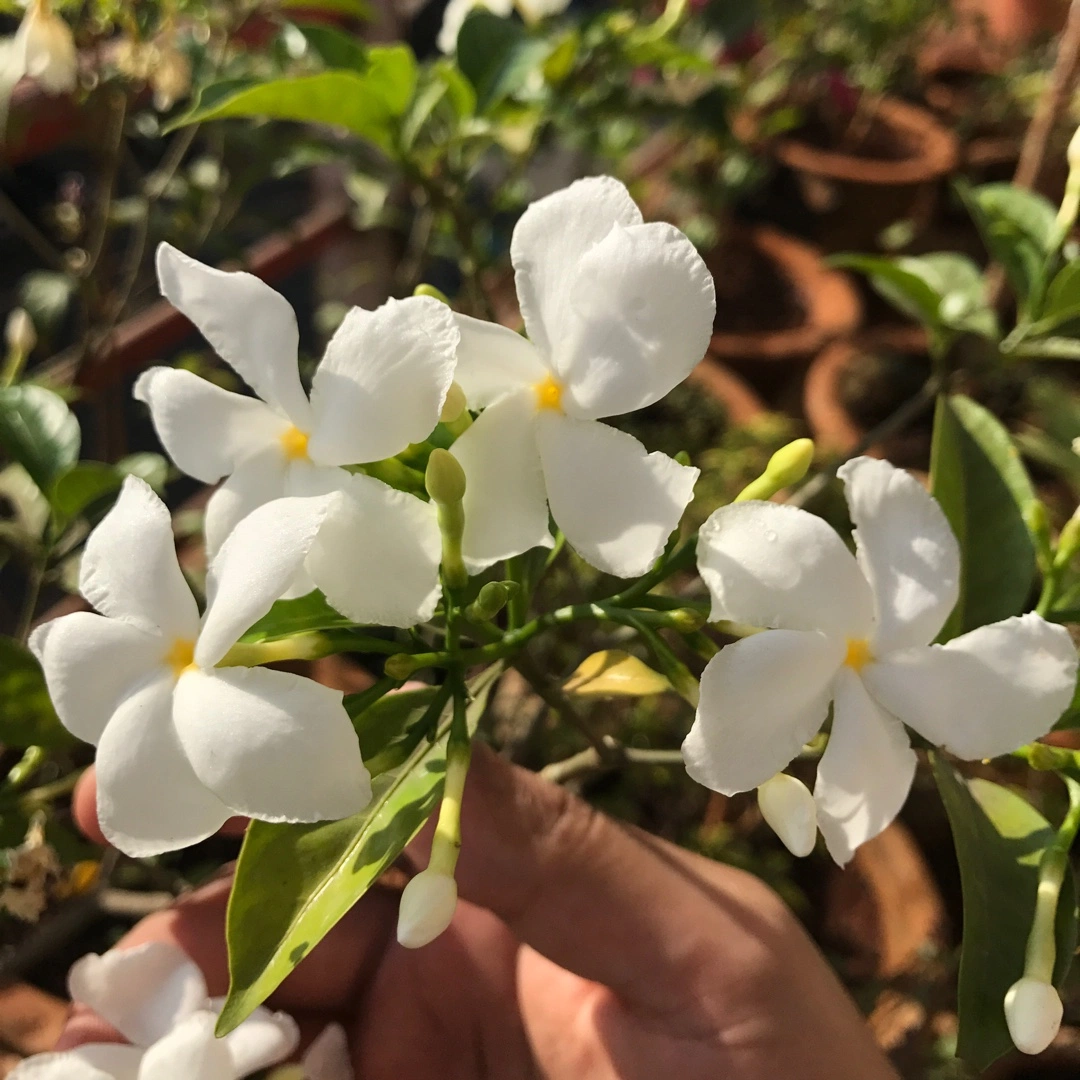 Extractos de plantas Extracto de Tabernaemontana divaricata polvo Anti-epiléptico