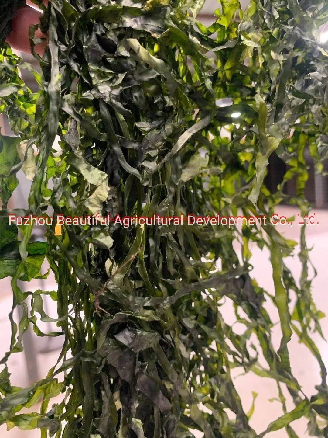 2022 New Crops 10kg Machine Dried Sea Kelp for Seaweed Salad