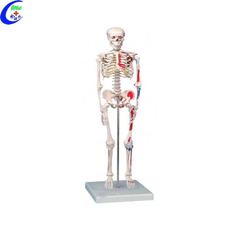 Medizinisches Anatomisches Skelettmodell Medizinisches Modell Anatomisches Modell Medizinische Ausbildung