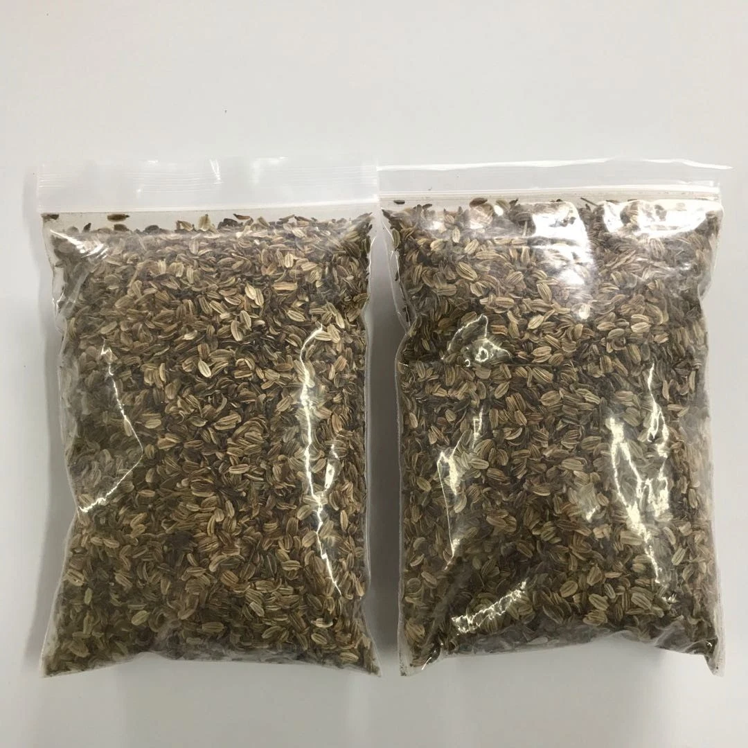 High Germination Rate Herbal Seed Dang Gui Radix Angelica Seed