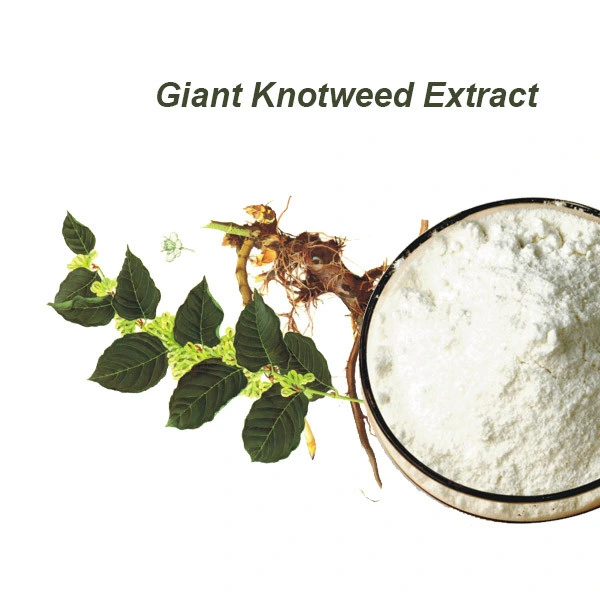 Polvo de Resveratrol Natural puro 10% 50% 98% Extracto de Knotweed Gigante