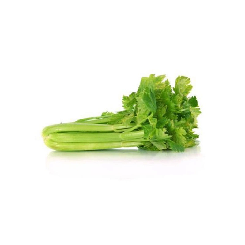 Lowest Price Export Natural Organic Chinese High quality/High cost performance  Fresh Green Celery with High quality/High cost performance 