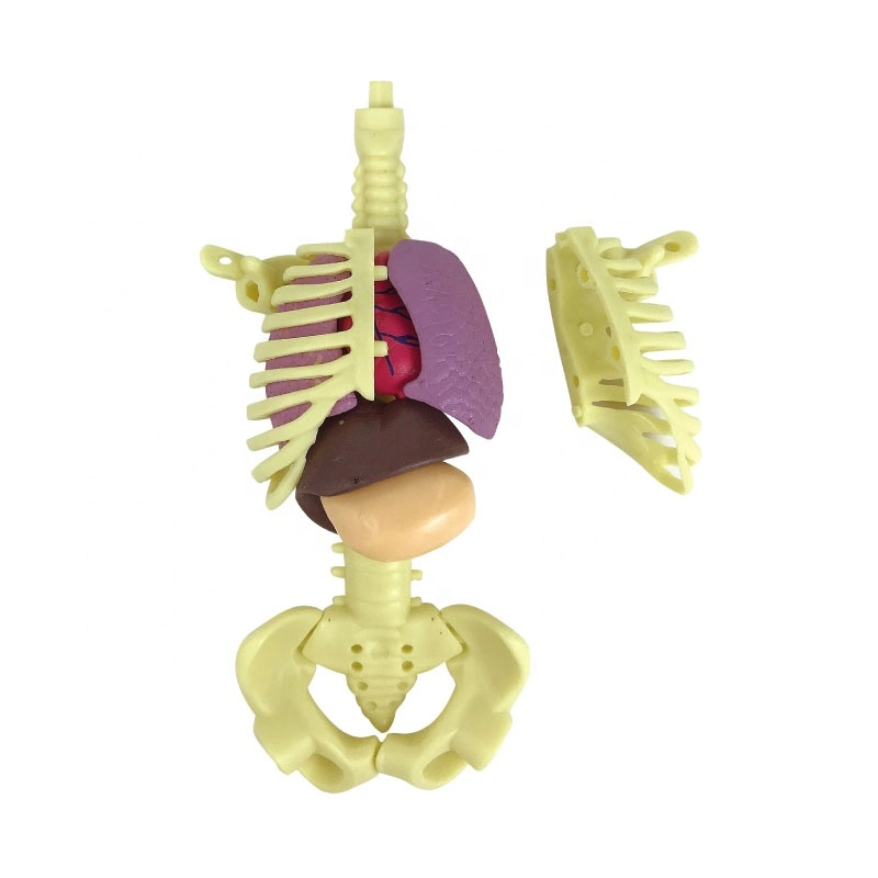 Mini Anatomical Model Skeleton Demonstration for School