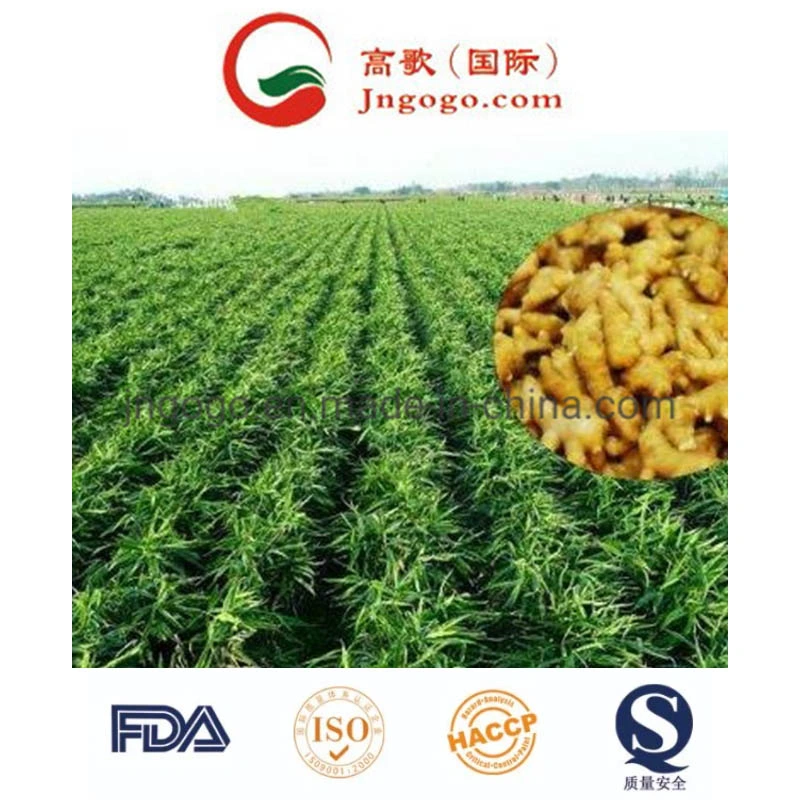 Golden Supplier Fresh Ginger (100-250g and up)