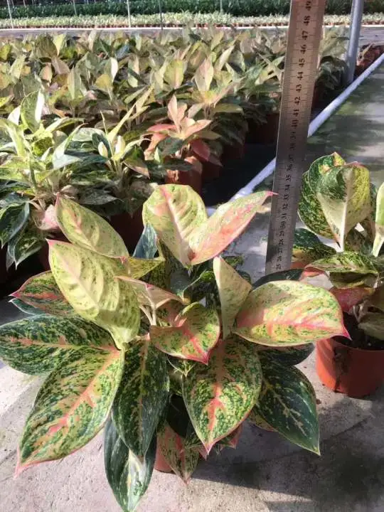 Aglaonema especies variegadas decoración del hogar planta Real Bonsai