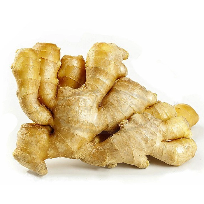 High Quality of New Crop Fresh Ginger Air Dry or Dried Ginger