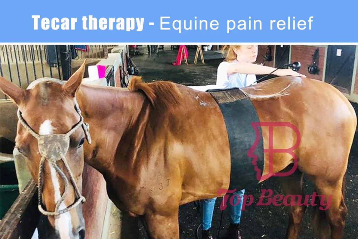 High quality/High cost performance Durable Using Various Tecar for Horse Leg Digital Therapy Machine