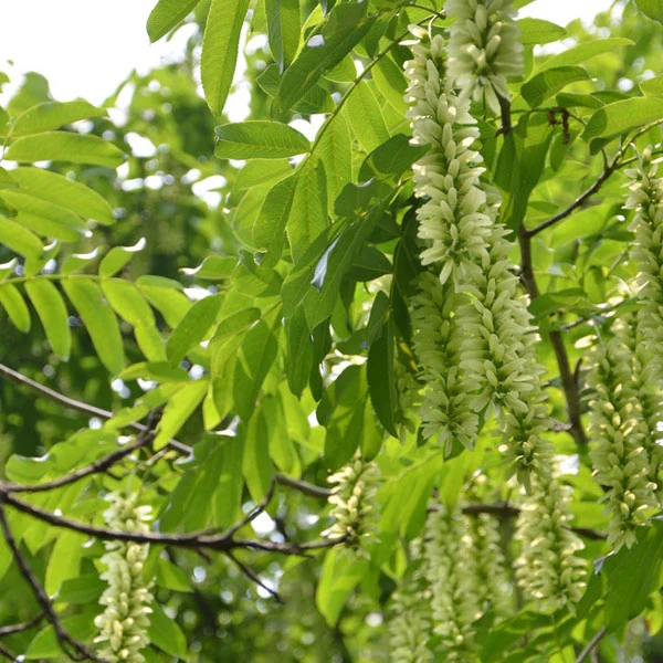 Touchhealthy Supply Pterocarya Stenoptera Seeds Tree Seeds for Growing