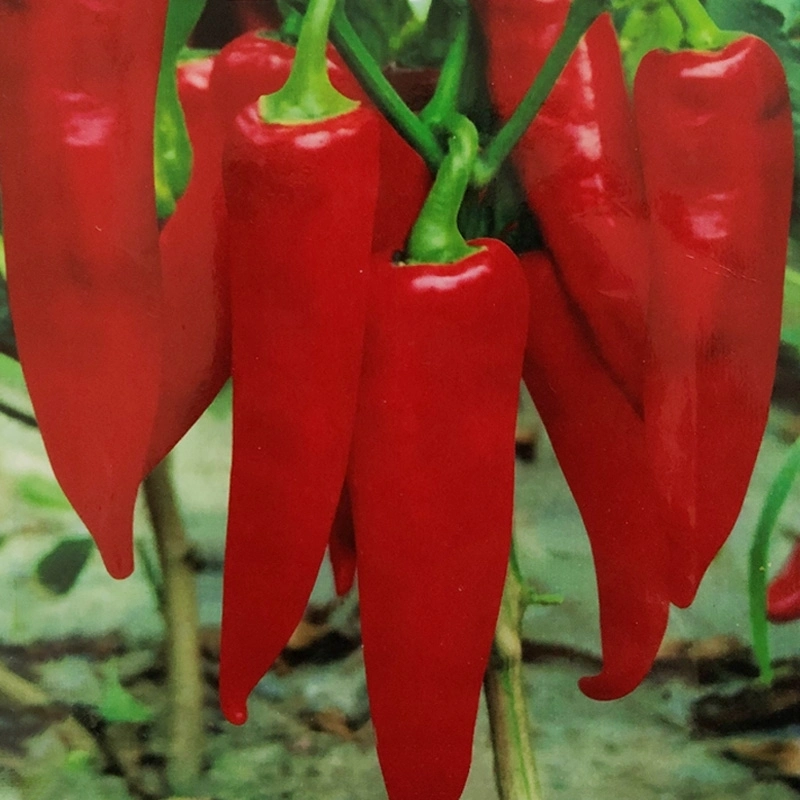 Dry Red Chilli with Best Price / Grade a / Sangying Chili / Yidu Chilli