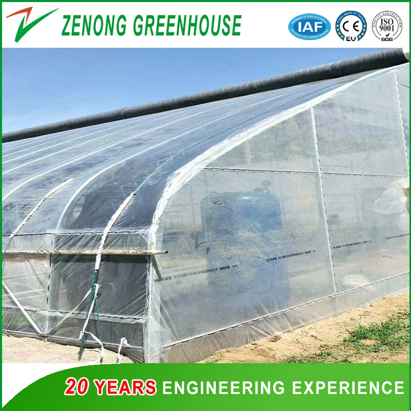 Agriculture Plastic Film Single-Tunnel Greenhouse with Hot Galvanized Steel for Pepper/Carrot/Coriander