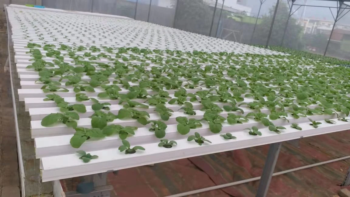 Sistema de crecimiento en cultivo hidropónico Nft Hidroponía Sistemas de Cultivo hidropónico Nft interiores 100x50mm