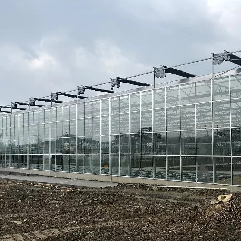 Complete Glass Agricultural Greenhouse Turnkey Project with Hydroponic Growing System
