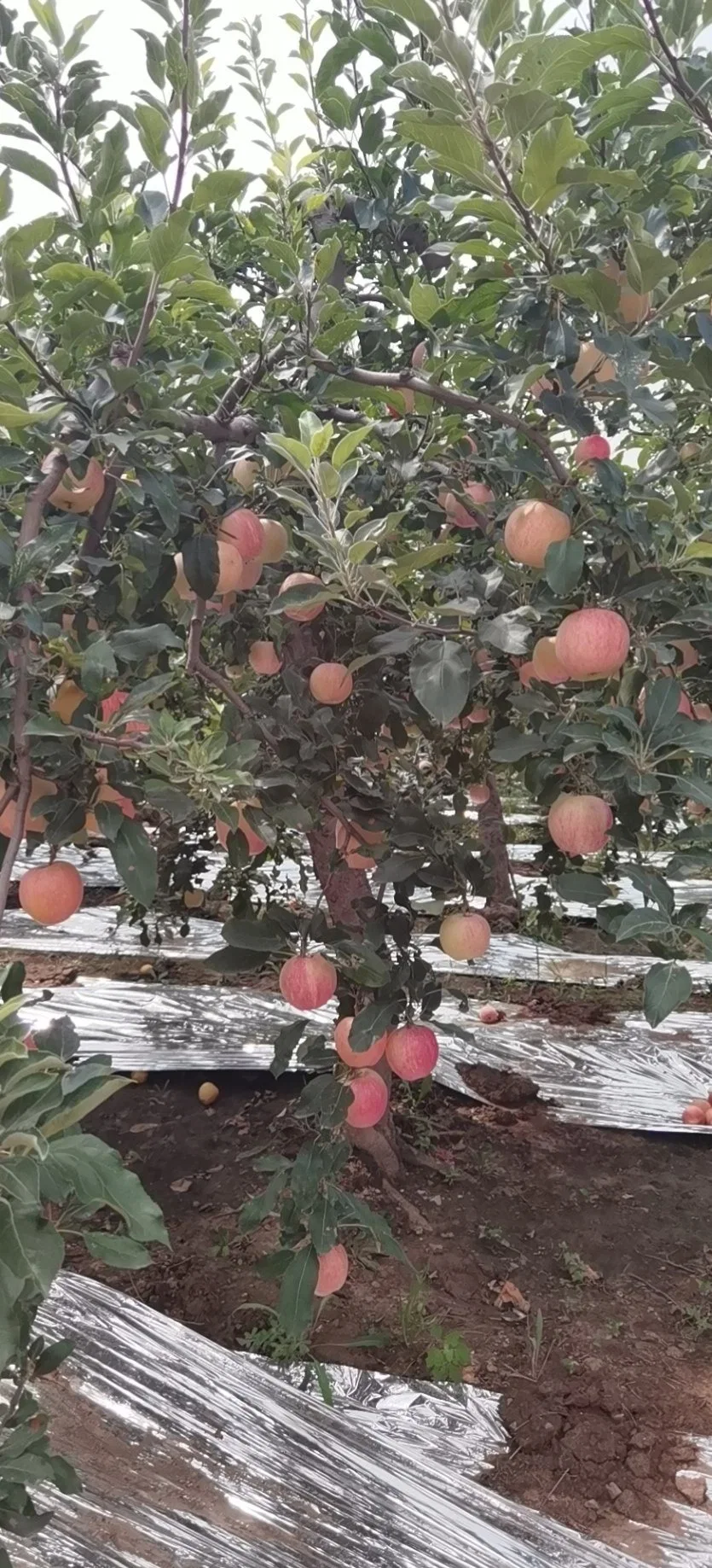 Nouvelle saison nouveau Corp Pommes fraîches