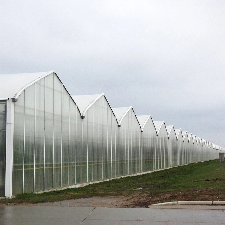 Great Performance Venlo PC/Glass Hydroponic Greenhouse with Ventilation System