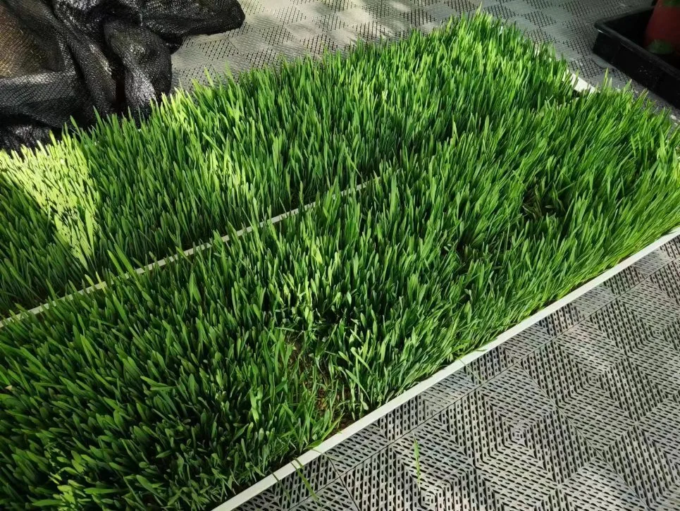 مجموعة جديدة مزرعة نفورت المربي Microgreen زراعة البذور Hydroponic Indoor Vertical نظام الأرفف من العشب الأخضر الصغير للبيع