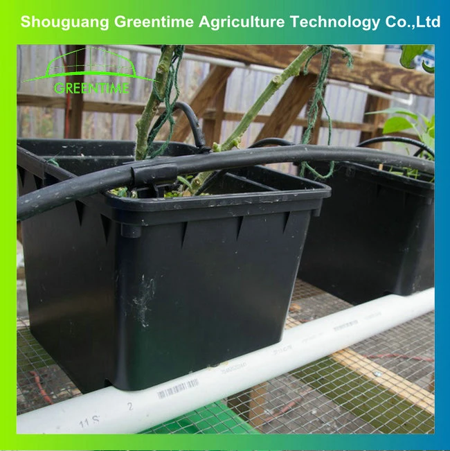 Hydroponics System Dutch Bucket System Planting System