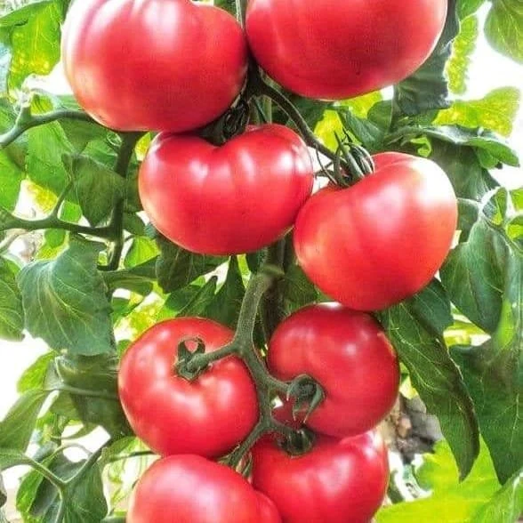 High quality/High cost performance Healthy Red Tomato Seed Vegetable Seeds