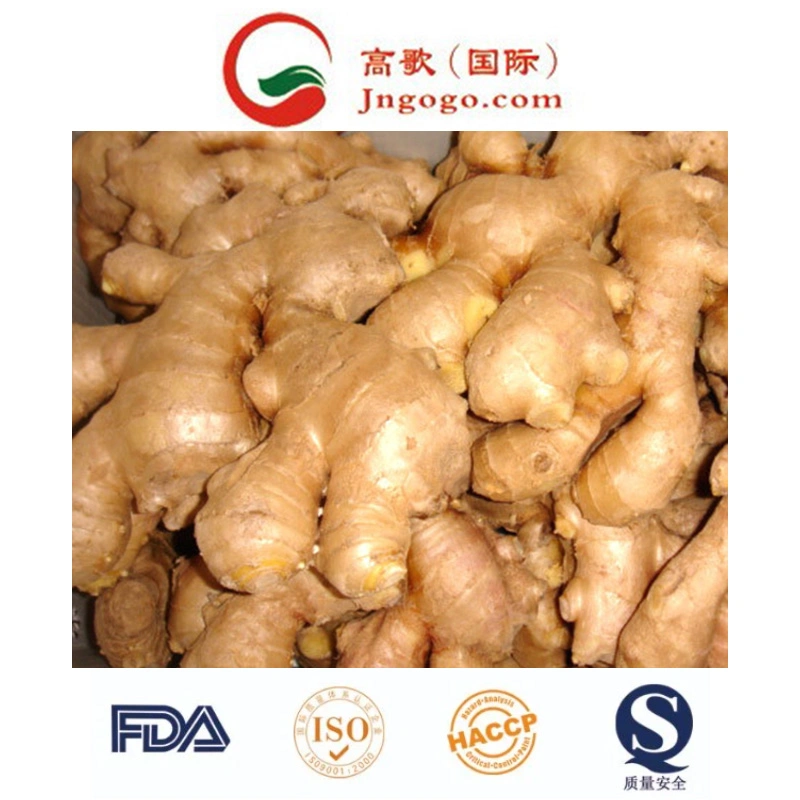 Export Chinese New Crop Good Quality Ginger