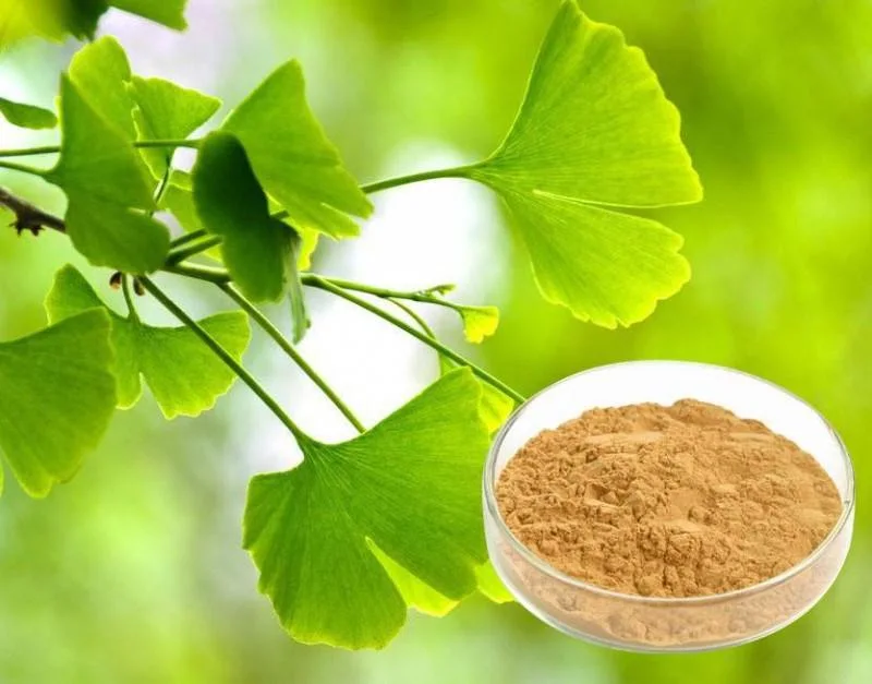 Comercio al por mayor grueso el Ginkgo Biloba EGB 761 Dhc Extracto de Ginkgo Biloba Ginkgo Biloba Extract