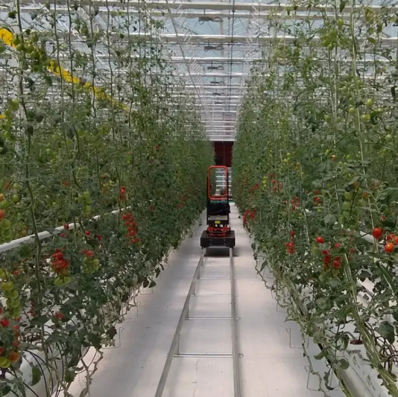 Nuevo diseño de tren de energía guiada Trolley en Greenhouse