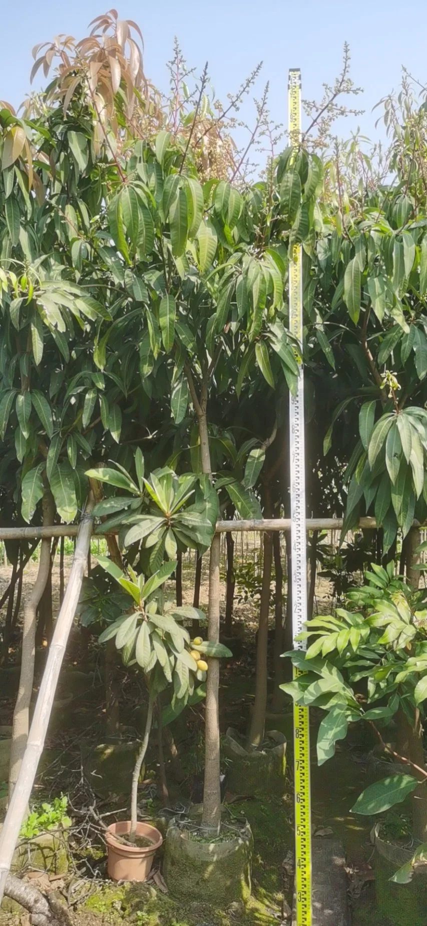 Lebende Pflanzen Mango Fruit Tree und Mangifera Indica Pfropfed Tree