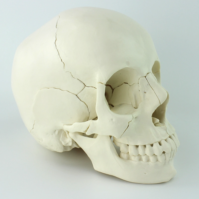 Bonne qualité Super Economy démonstration de démonstration Skeleton Skull Kit 22 os individuels modèles humains avec taille naturelle