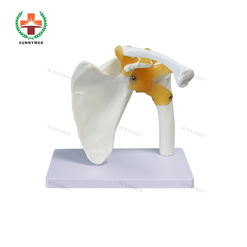 Teaching Shoulder Model Axis Scientific Muscle Shoulder Joint Model