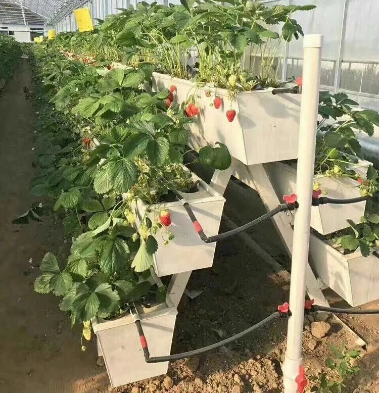 Commercial Strawberry Hydroponic Growing Systems Vertical Planting Cultivation Plastic Gutter Greenhouse for Sale