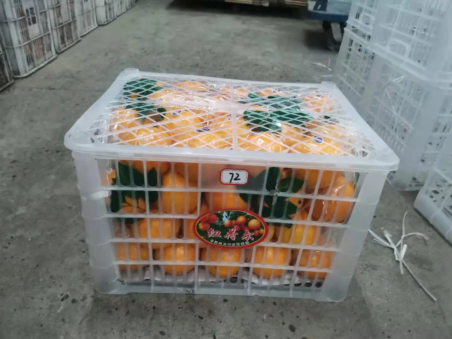 Chinese Fresh Navel Orange From Factory Direct Sale