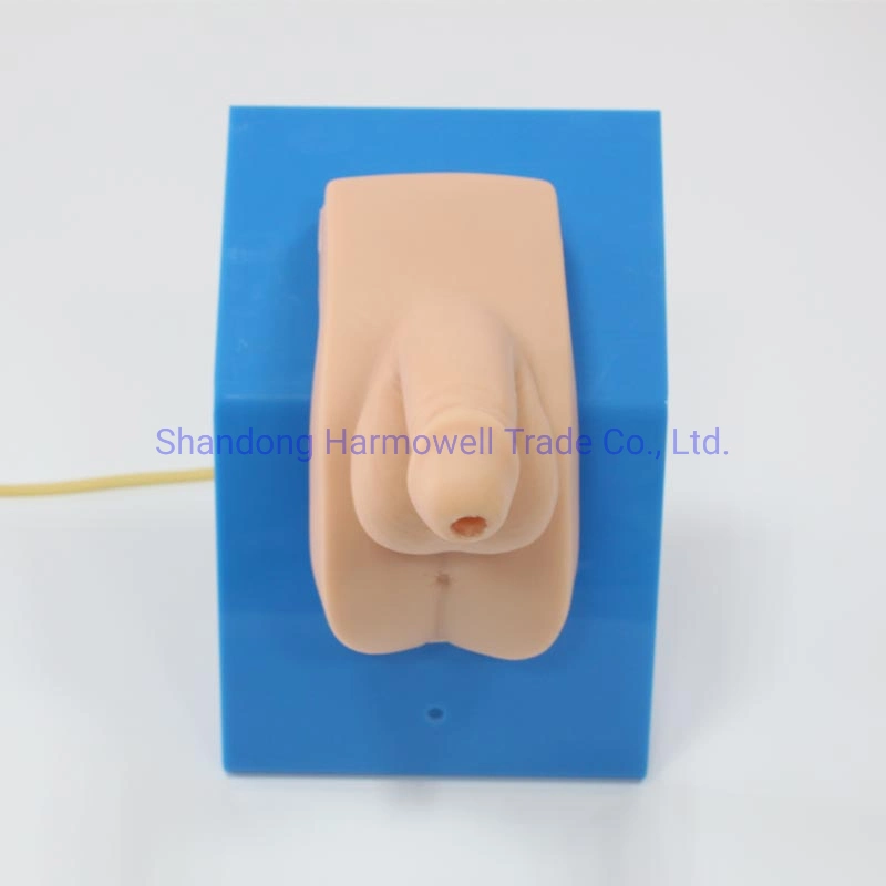A cateterização uretral masculino usável avançado modelo