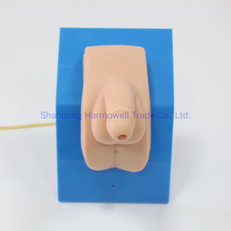 Advanced Wearable Male Urethral Catheterization Model