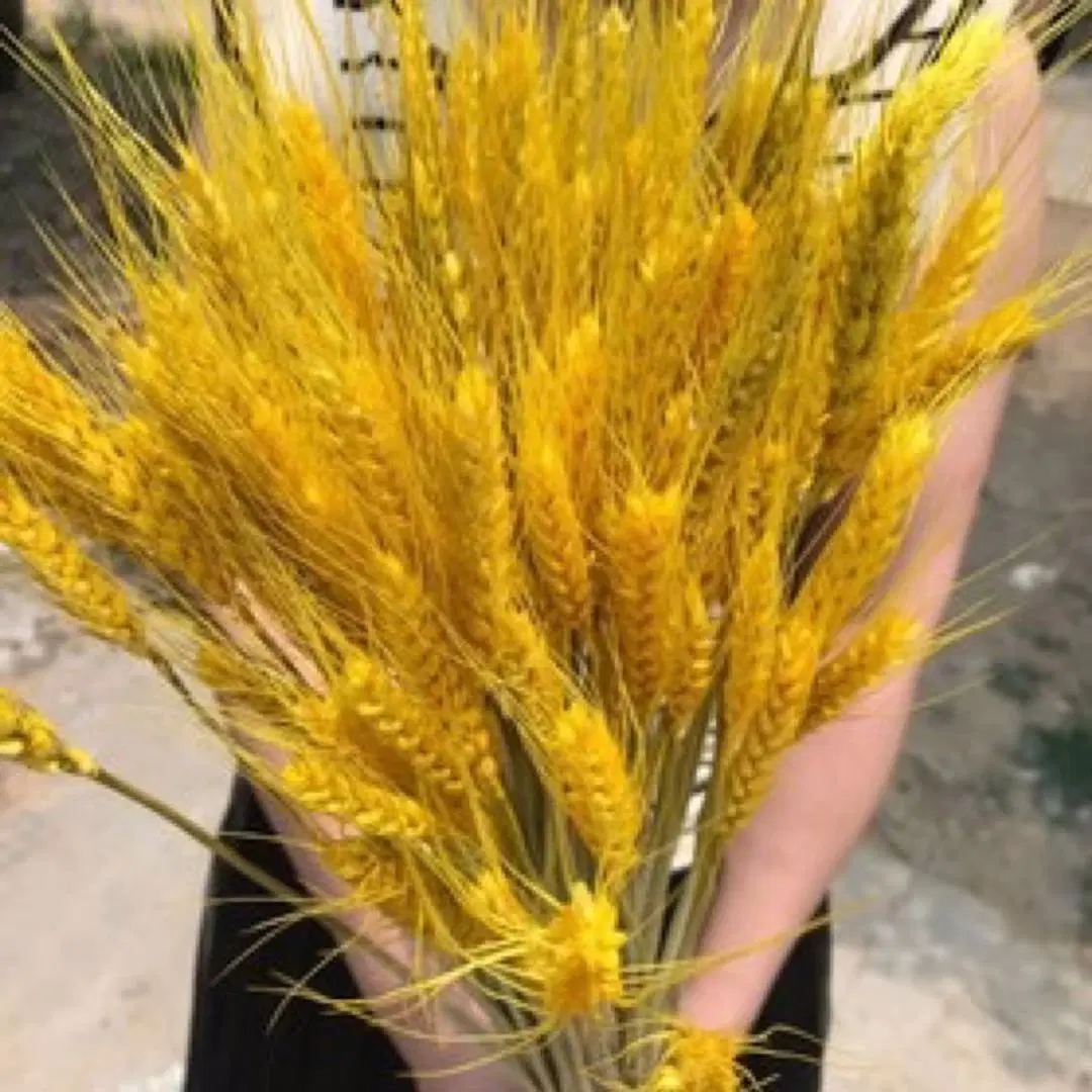 Home and Wedding Decoration Dried Natural Wheat Wholesale/Supplier Flower