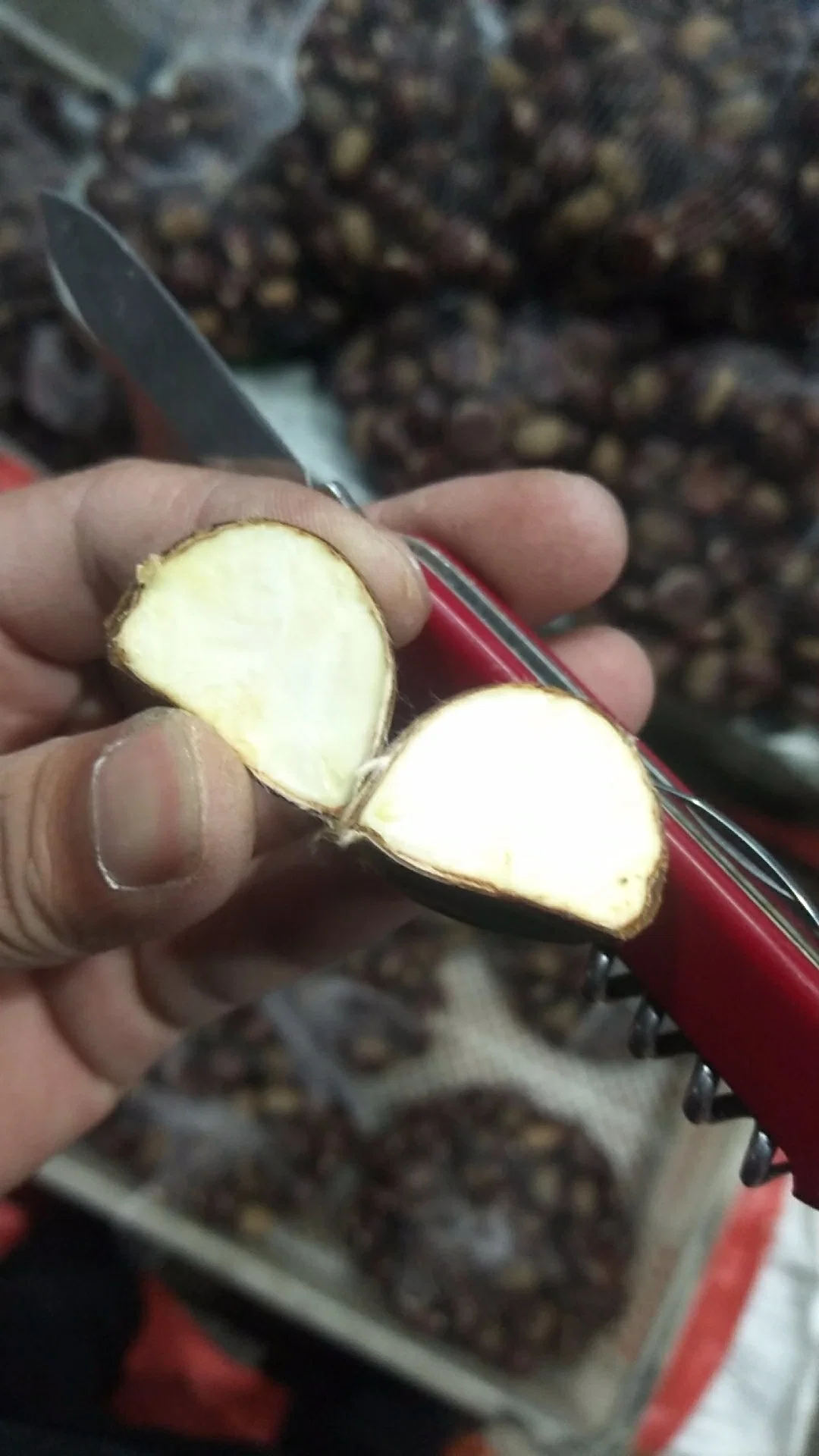 Taian Chestnut Exporting to Israel