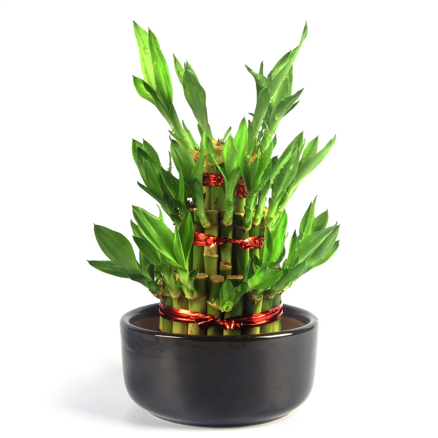 Good Quality Big 4 Tier Lucky Bamboo Tower Green Plants Factory Price for Good Selling in USA Market