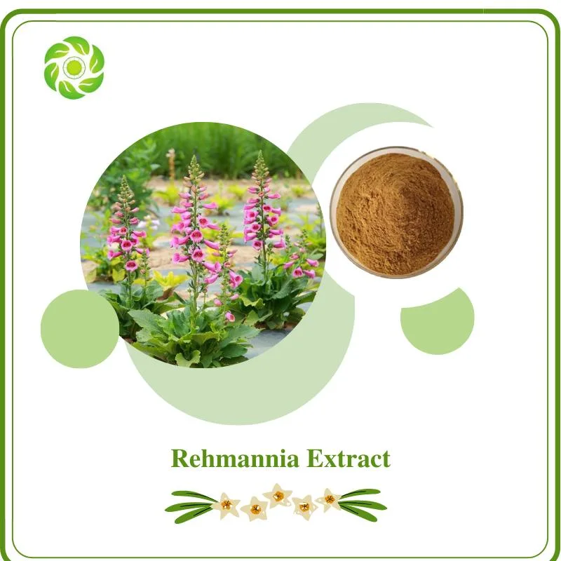 Мировое благосостояние Biotech FDA&amp;ISO 100% Natural Factory Direct Supply High Качество Низкоценная экстракта Rexanthin гемостаза усиливает иммунитет человека Рехманния экстракт