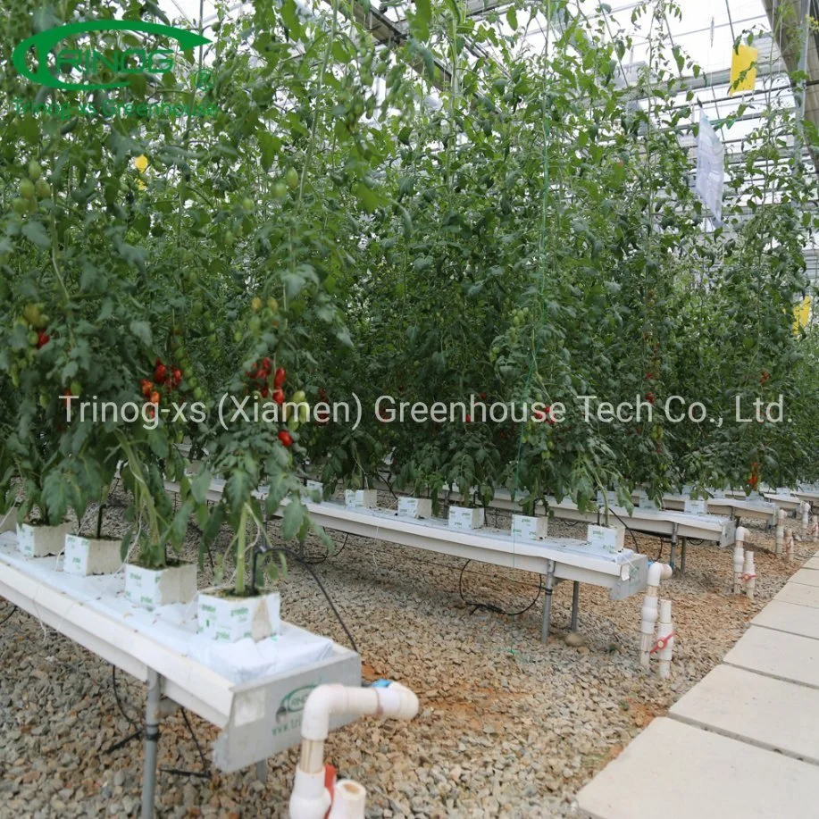 Trinog Serre commerciale Système hydroponique vertical NFT de tomates cerises urbaines dans une serre.