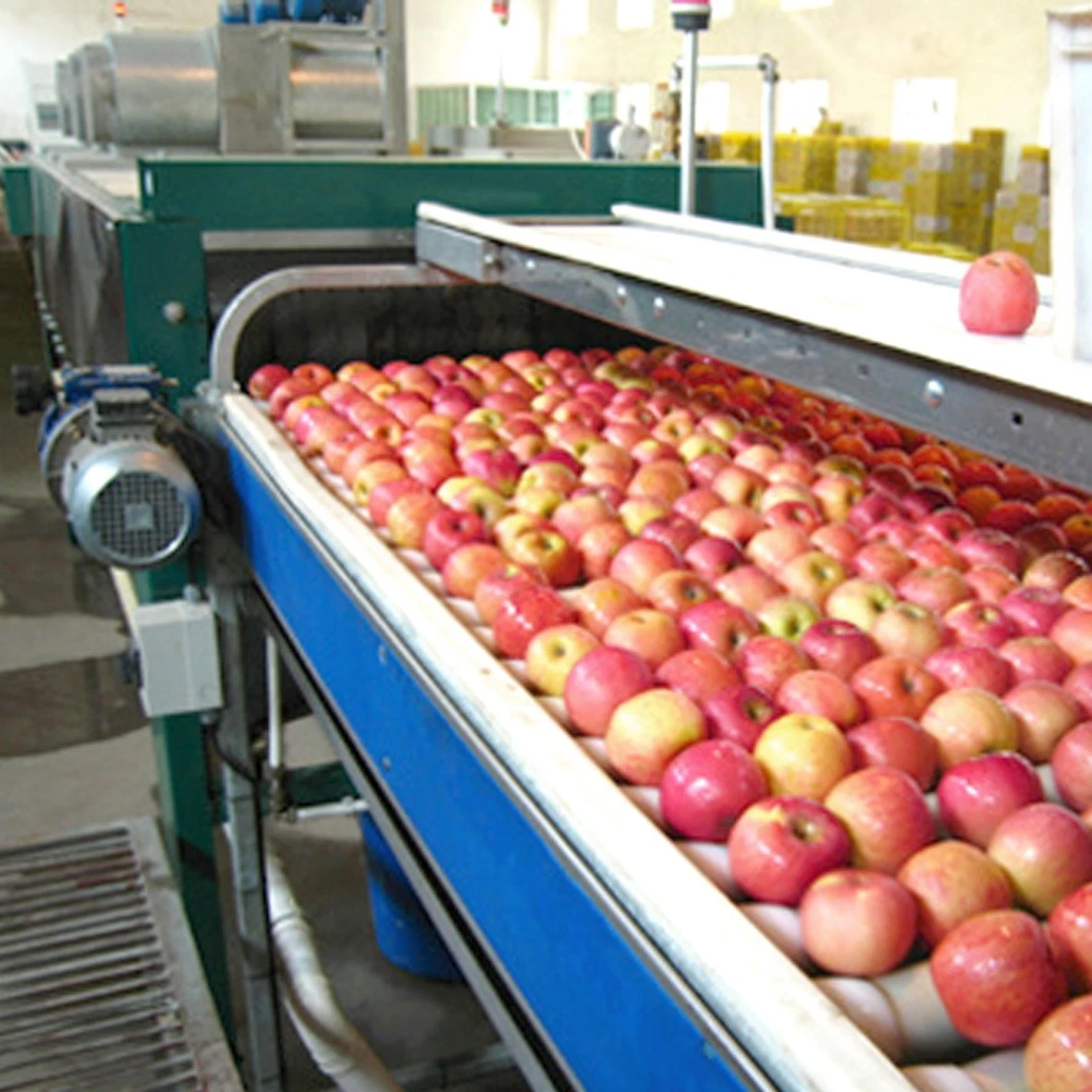 Fruit juice processing equipment automatic mango grading machine