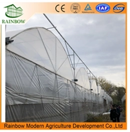 Agriculture Multi Span Plastic Film Greenhouse